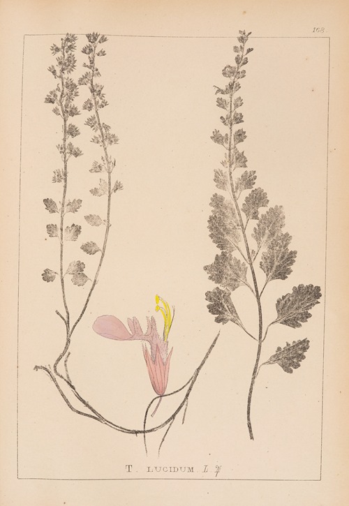 Herbier de la flore française Pl.0908