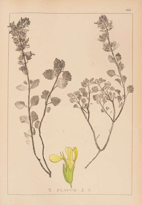Herbier de la flore française Pl.0909