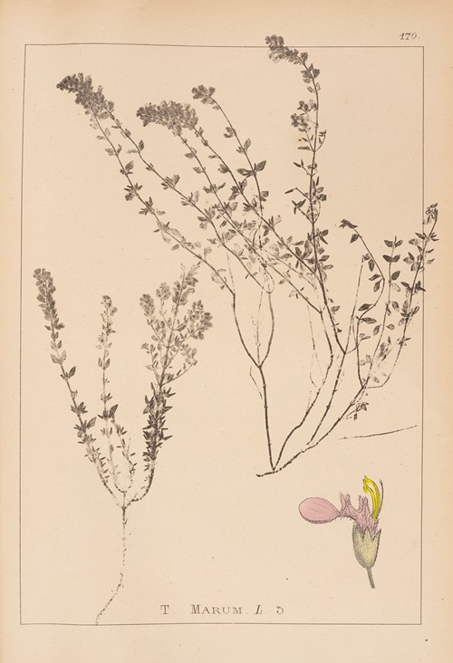 Herbier de la flore française Pl.0910