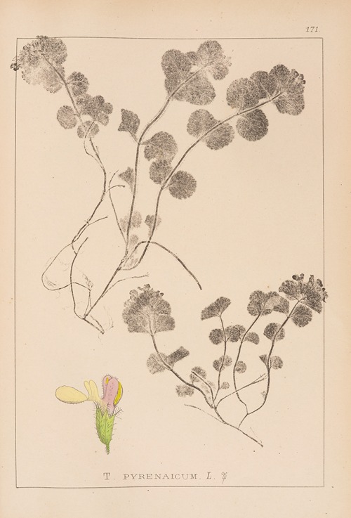 Herbier de la flore française Pl.0911