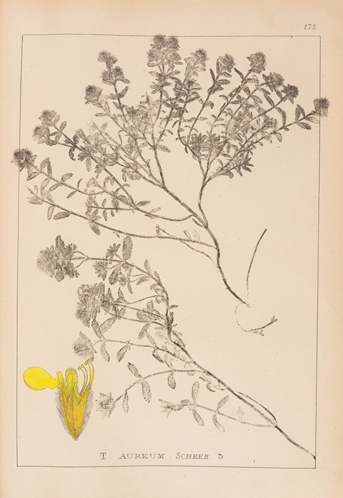 Herbier de la flore française Pl.0913