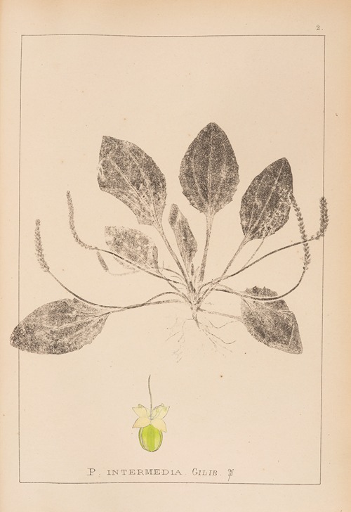 Herbier de la flore française Pl.0920