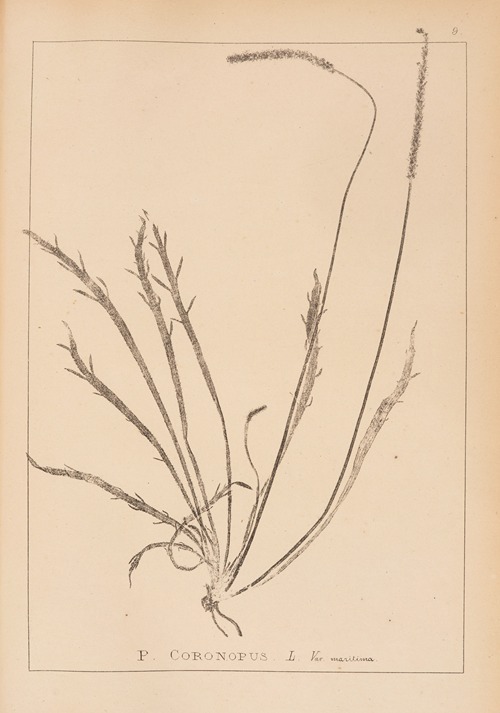 Herbier de la flore française Pl.0927