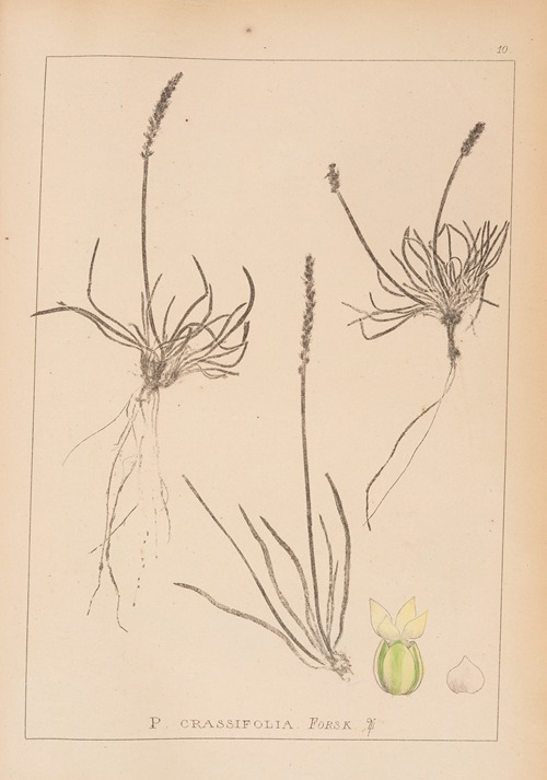 Herbier de la flore française Pl.0928