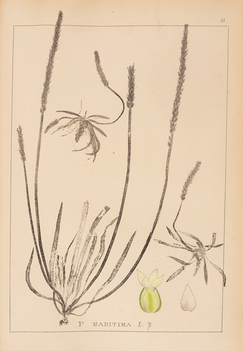 Herbier de la flore française Pl.0929