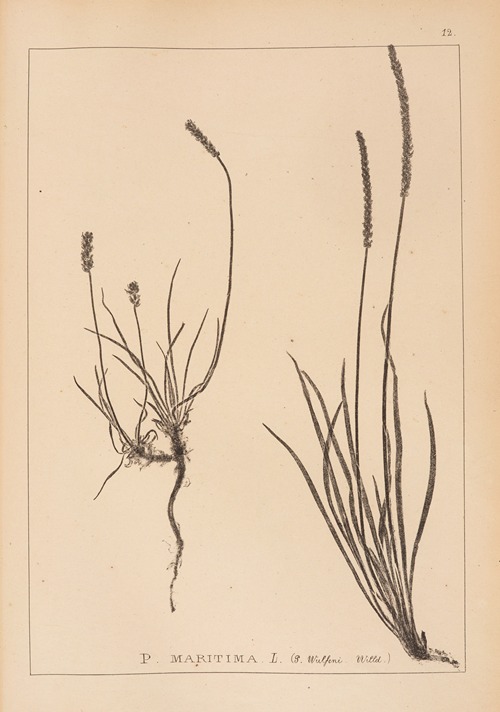Herbier de la flore française Pl.0930