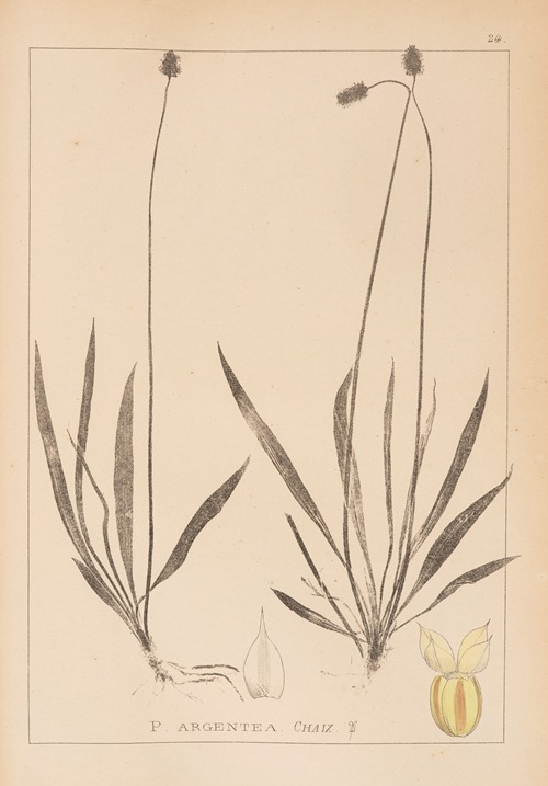 Herbier de la flore française Pl.0942
