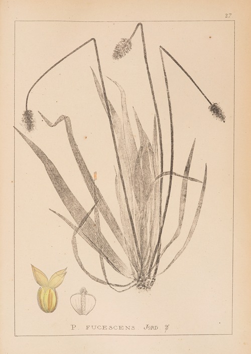 Herbier de la flore française Pl.0945