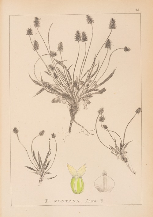 Herbier de la flore française Pl.0946