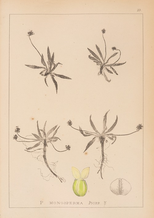 Herbier de la flore française Pl.0947