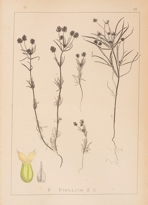 Herbier de la flore française Pl.0948