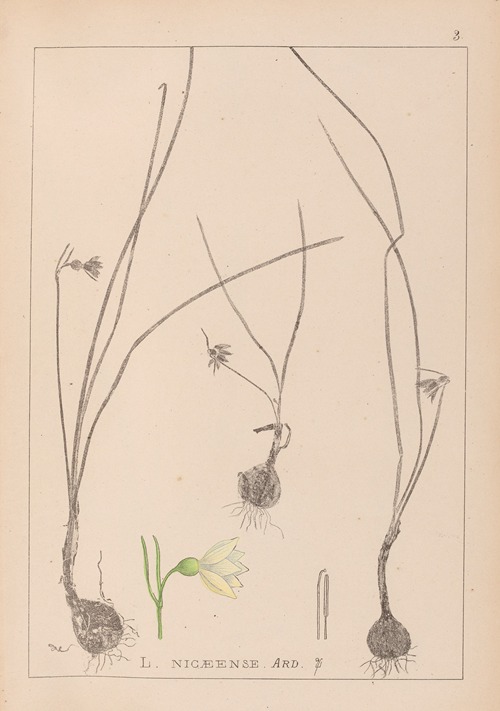 Herbier de la flore française Pl.0954