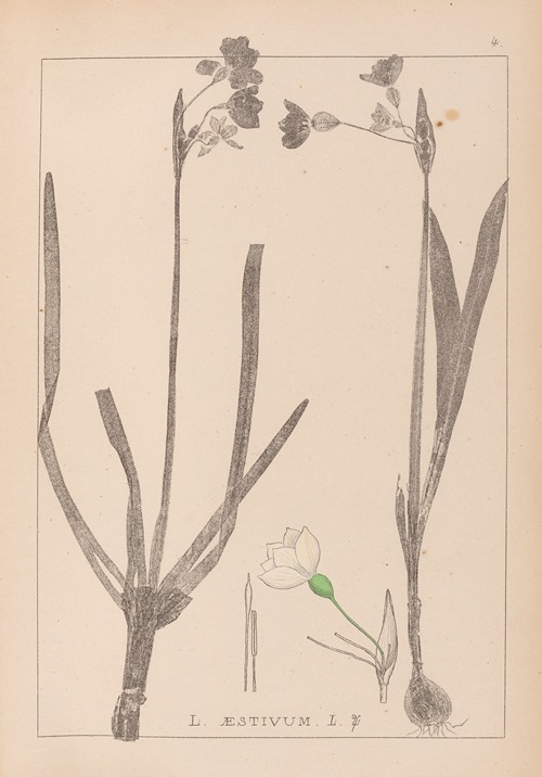 Herbier de la flore française Pl.0955