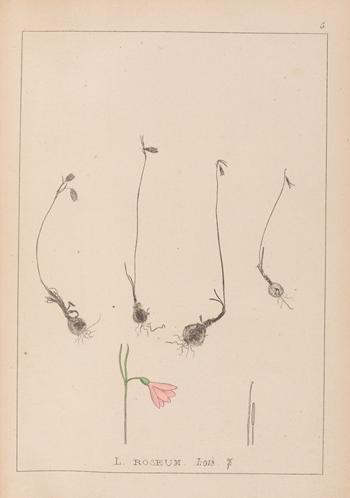 Herbier de la flore française Pl.0956