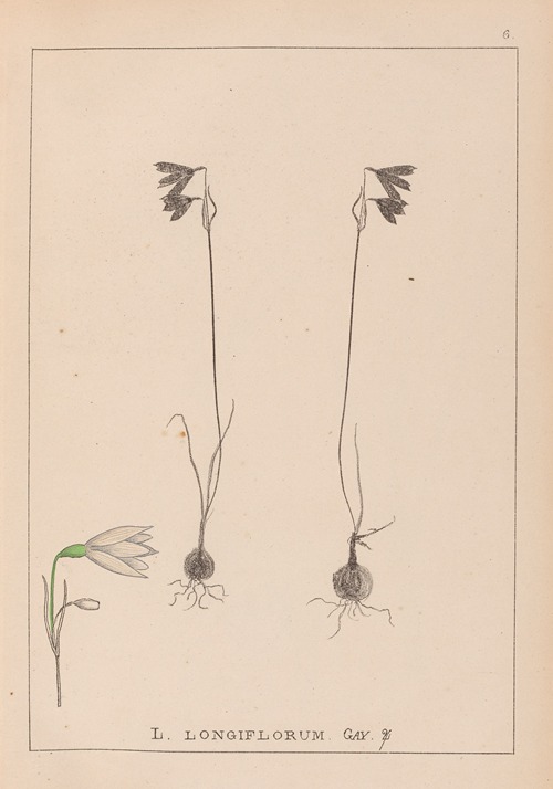 Herbier de la flore française Pl.0957