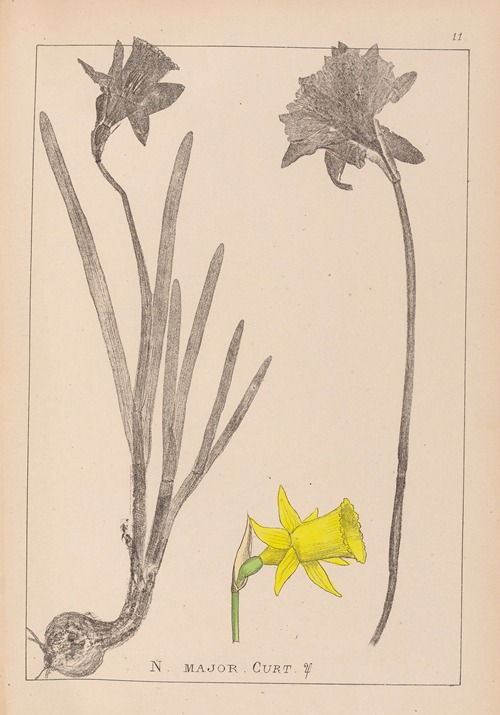 Herbier de la flore française Pl.0962