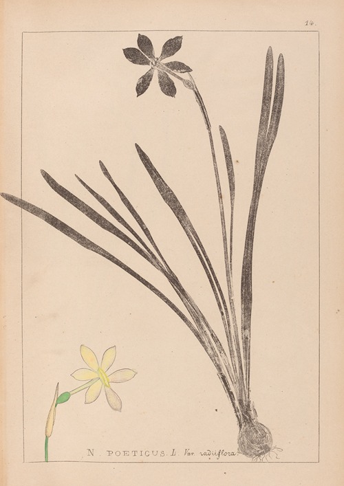 Herbier de la flore française Pl.0965