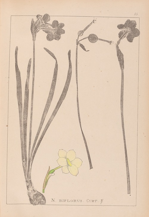 Herbier de la flore française Pl.0966
