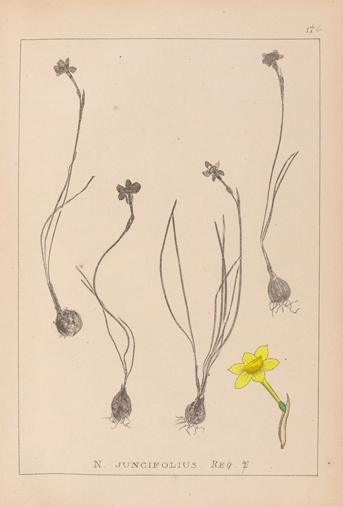 Herbier de la flore française Pl.0967