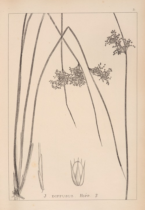 Herbier de la flore française Pl.1124