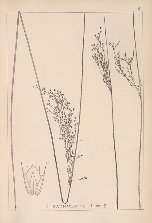 Herbier de la flore française Pl.1126