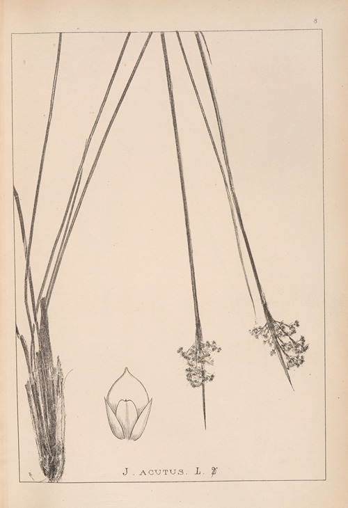 Herbier de la flore française Pl.1129