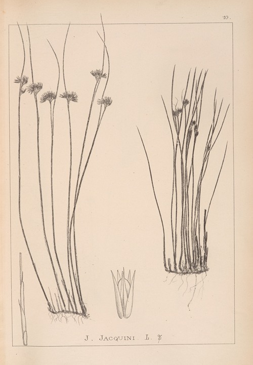 Herbier de la flore française Pl.1131
