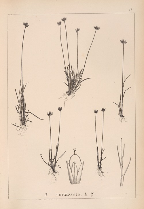 Herbier de la flore française Pl.1132