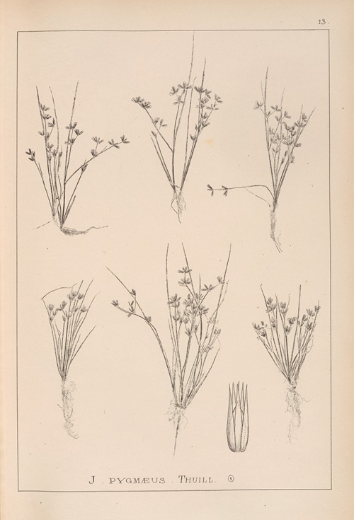 Herbier de la flore française Pl.1134