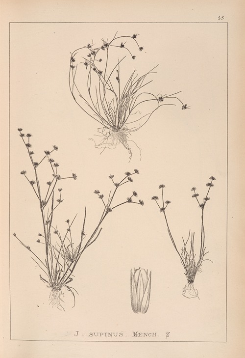 Herbier de la flore française Pl.1136