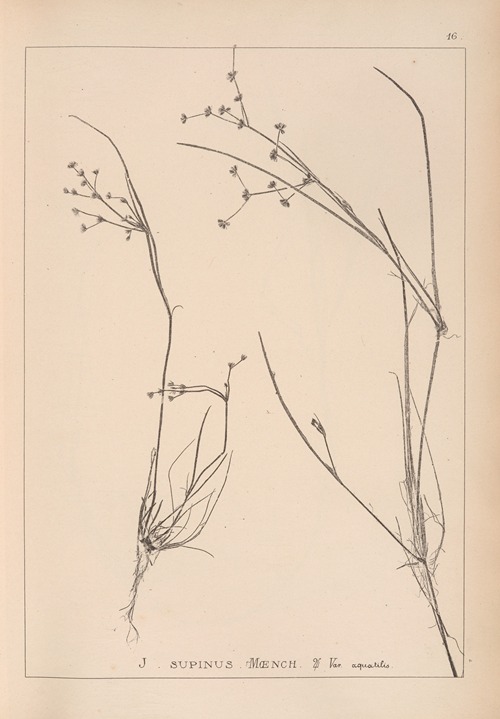 Herbier de la flore française Pl.1137