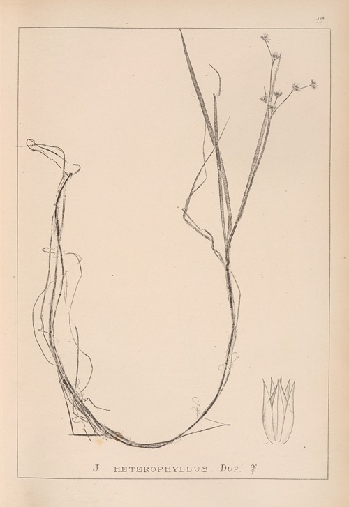 Herbier de la flore française Pl.1138