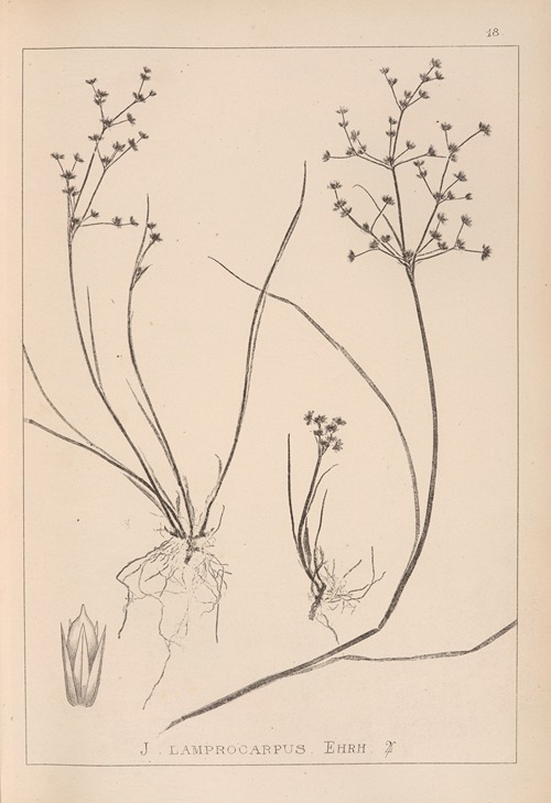 Herbier de la flore française Pl.1139