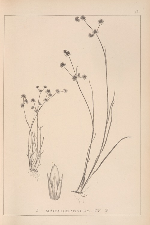 Herbier de la flore française Pl.1140