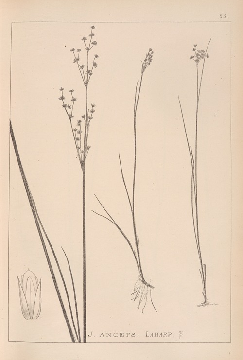 Herbier de la flore française Pl.1144