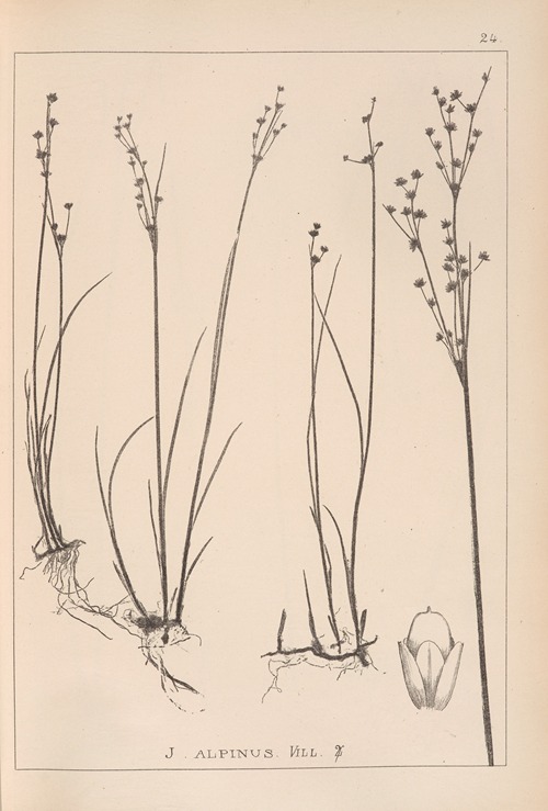 Herbier de la flore française Pl.1145