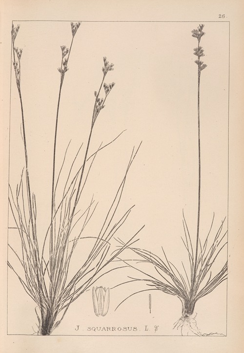 Herbier de la flore française Pl.1147