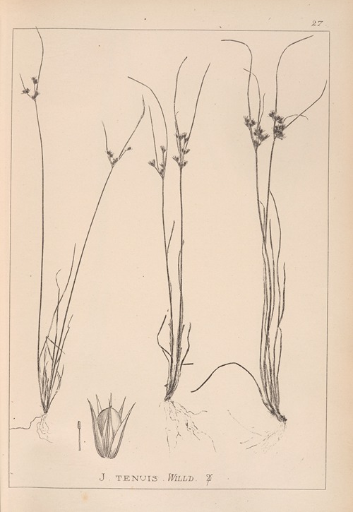 Herbier de la flore française Pl.1148