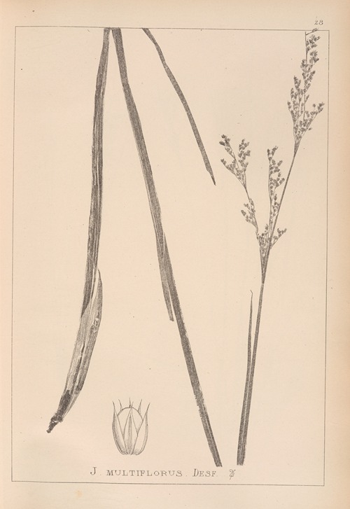 Herbier de la flore française Pl.1149