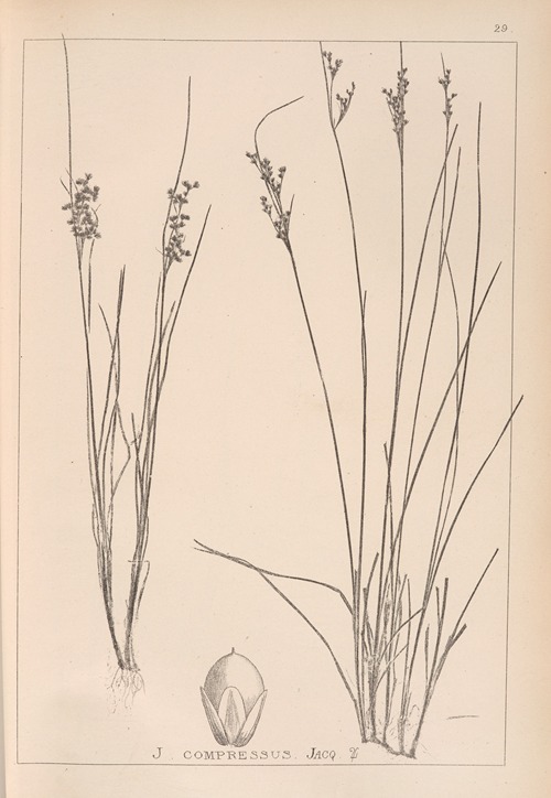 Herbier de la flore française Pl.1150