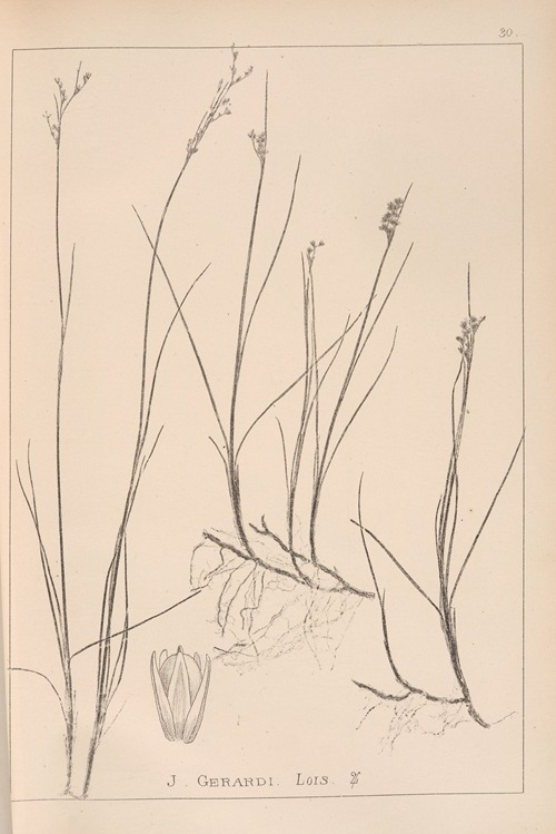 Herbier de la flore française Pl.1151