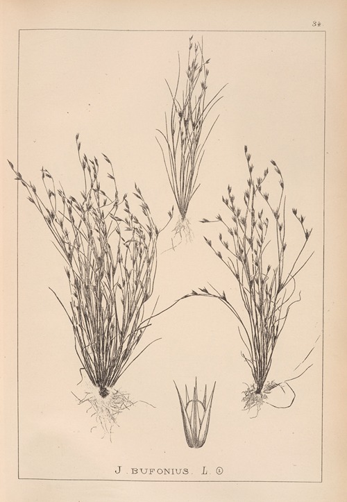 Herbier de la flore française Pl.1155