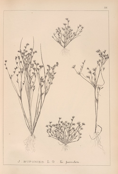 Herbier de la flore française Pl.1156