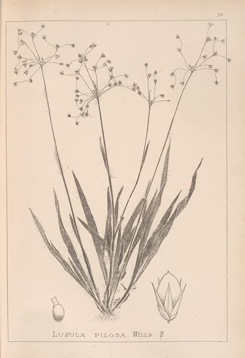 Herbier de la flore française Pl.1157