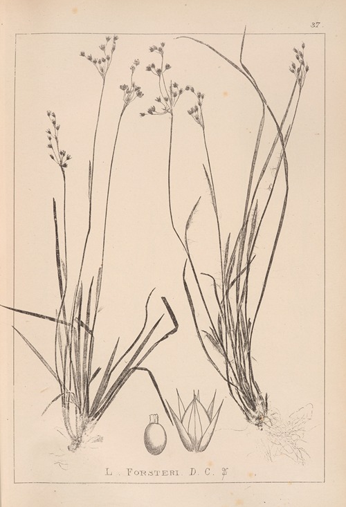 Herbier de la flore française Pl.1158