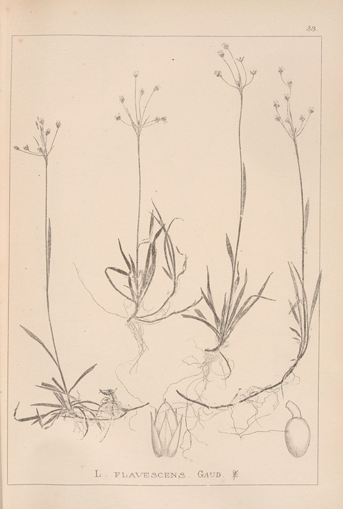 Herbier de la flore française Pl.1159