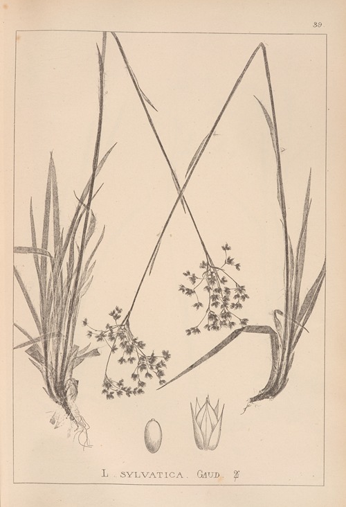Herbier de la flore française Pl.1160