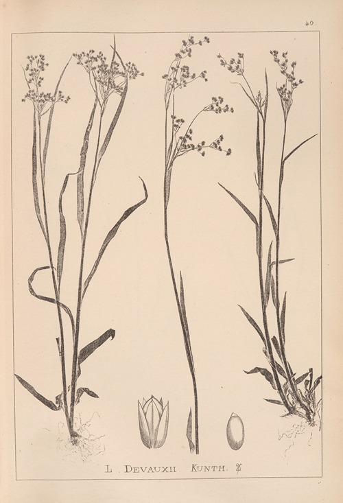 Herbier de la flore française Pl.1161