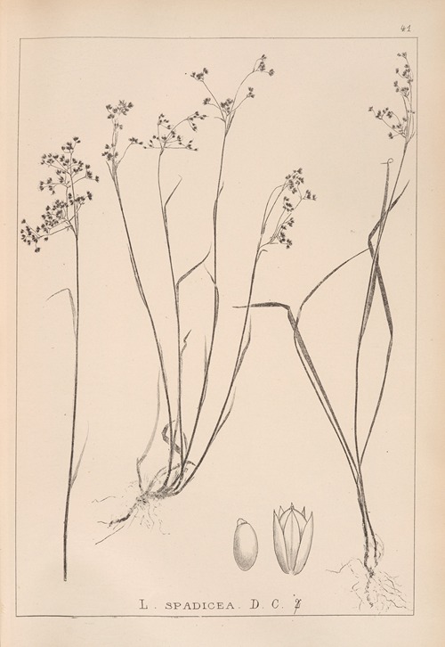 Herbier de la flore française Pl.1162