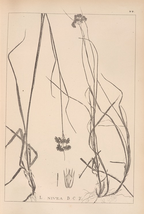 Herbier de la flore française Pl.1164